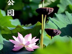 -莘庄公园