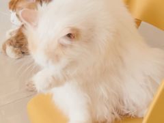 -平行世界·猫咖(首经贸店)