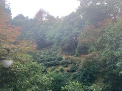 -十八棵（老龙井）御茶园(老龙井店)