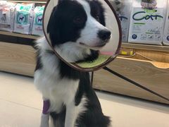 -艾贝尔宠物诊疗