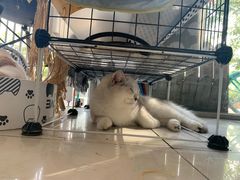 -平行世界·猫咖(首经贸店)