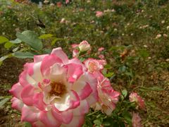 -松山湖梦幻百花洲