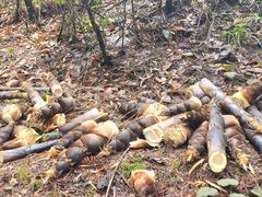 -铁山坪森林公园