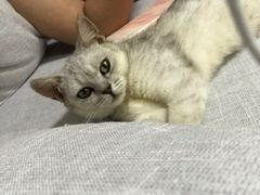 -爱诺耐芙动物医院(万博店)