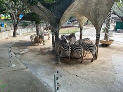-深圳野生动物园