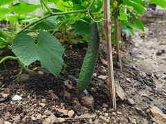 -建基泡馍·西安老字号·清真(永宁店)