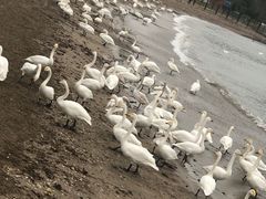 -烟墩角天鹅湖