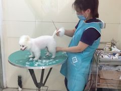 -佳雯宠物医院(四明中路分院)