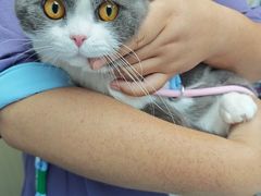 -宠颐生宠物医院·异宠猫科内科·诊疗中心宠巢店