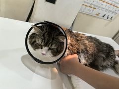 -艾贝尔宠物医院·24H转诊中心·肿瘤猫专科(江宁双龙店)