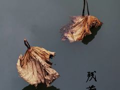 -白鹭园