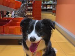 -MARSMART PETS火星宠物超市(1733店)