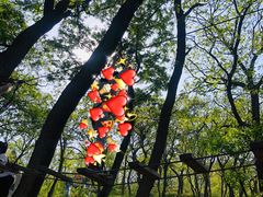 -青岛森林野生动物世界