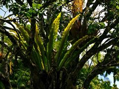 -热带雨林自然公园