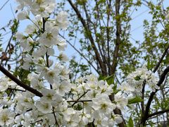 -樱桃山旅游景区