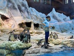 -帝企鹅自助餐厅•儿童岛•真企鹅(长隆企鹅酒店)