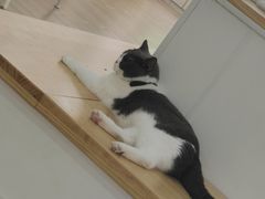 -李小姐の猫咖啡馆(五角场店)