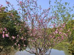 -昆山城市生态森林公园