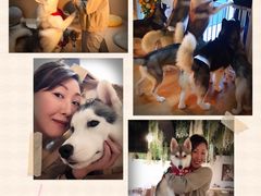 -Husky Go! 哈士奇体验馆·宠物咖啡厅狗咖