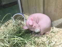 -藦茜花园宠物主题亲子互动体验馆(国顺东路店)