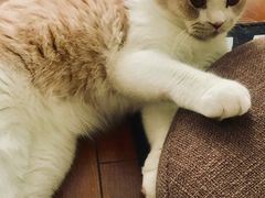 -Meowの猫咖(万家丽店)