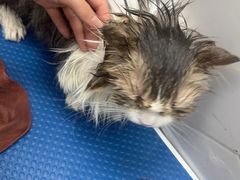 -瑞鹏宠物医院·普外科·影像科·皮肤科(城市山谷分院)