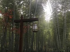 -镇江市南山风景名胜区竹林景区