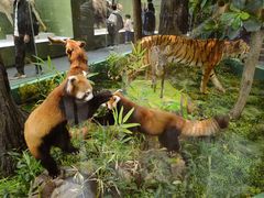 -国家自然博物馆