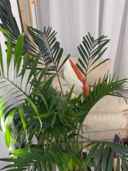 -Cream88颜皮肤管理中心