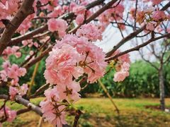 -天适樱花悠乐园