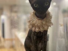 -楼上猫咖(罗湖店)