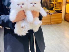 -欣宠猫屋·矮脚拿破仑·蓝金金渐层