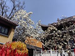 -灵谷景区