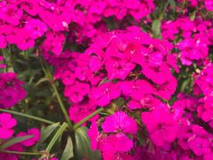 -松山湖梦幻百花洲