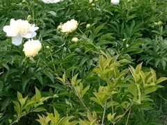 -长春公园(普阳街道)