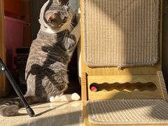 -宠物星动物医院·眼科·异宠·猫科(江南大道总院)