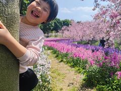 -天适樱花悠乐园