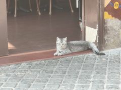 -猫岛主趣味餐厅(鼓浪屿店)