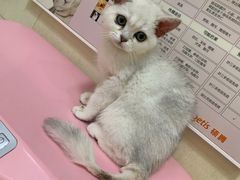 -瑞派康怡24h宠物医院·犬猫医疗中心·微创绝育(瑞景分院)