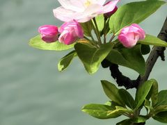 -大姐麻辣烫(莲宝中路店)