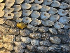 -普朗姆生蚝牛排馆 The Plump Oyster(成都摩方购物中心店)