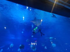 -烟台海昌鲸鲨海洋公园