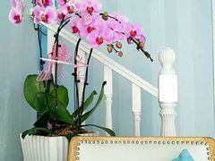 -蝶舍·MAISON PAPILLON