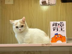 -屋虎猫馆(宝安大仟里店)