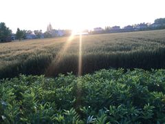 -黄海国家森林公园