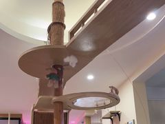-滚猫咖啡·猫咖·猫友好撸猫(未来城店)