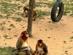 -西霞口神雕山野生动物世界