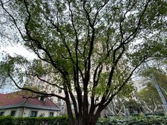 -徐家汇源景区-衡山公园