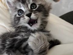 -欣宠猫屋·矮脚拿破仑·蓝金金渐层