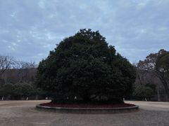 -灵谷景区